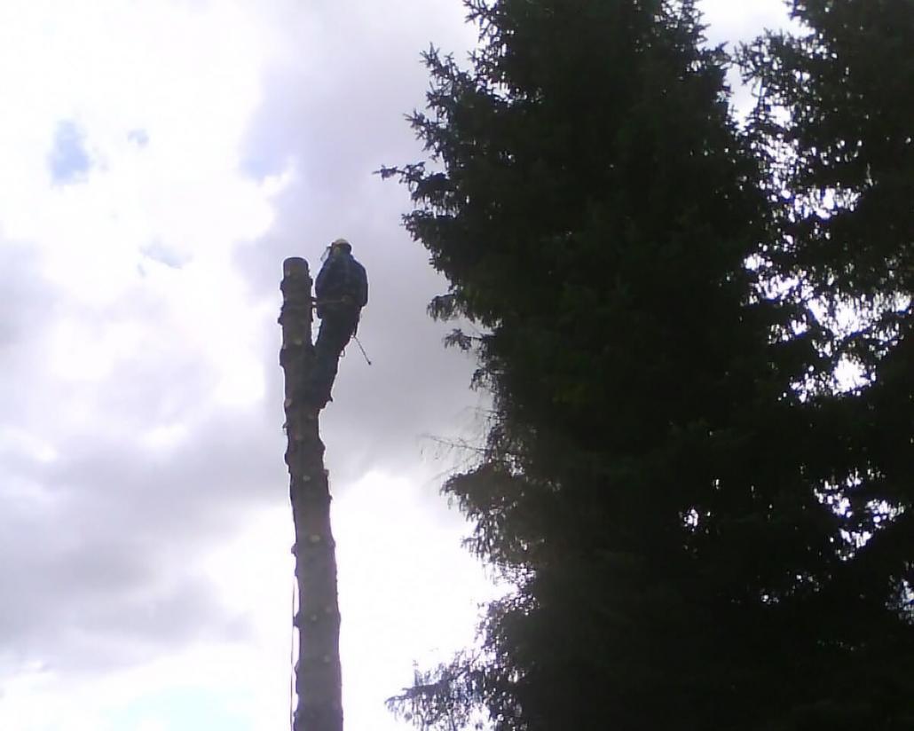 Baum fällen in Berlin & Brandenburg